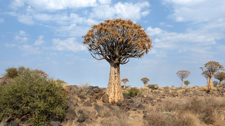 Köcherbaum